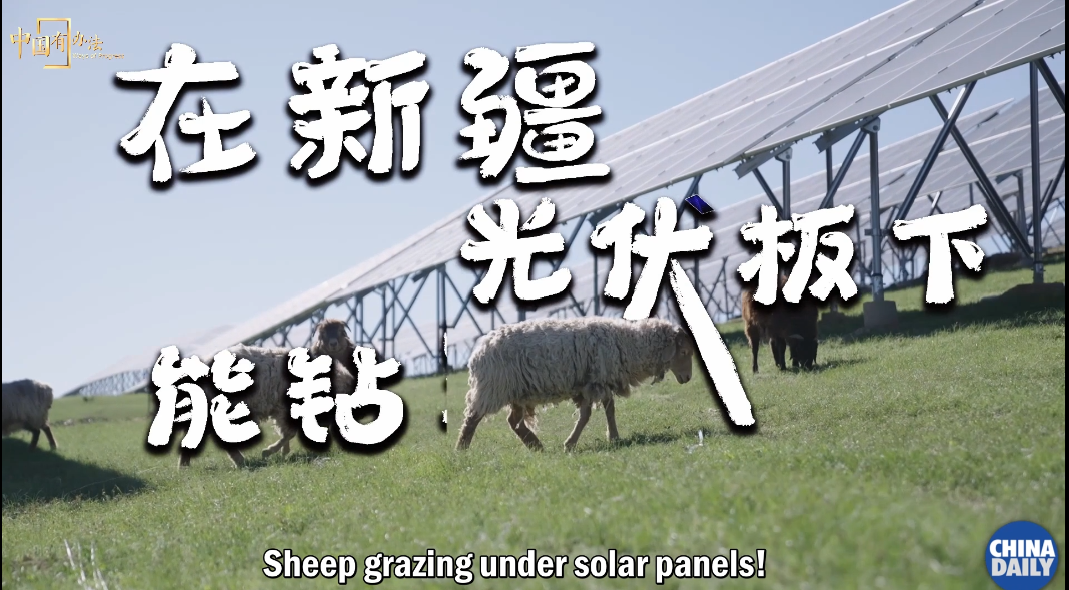 SHEEP GRAZING UNDER SOLAR PANELS